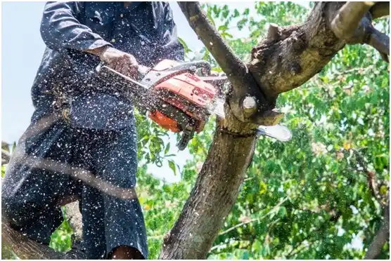 tree services Hulett